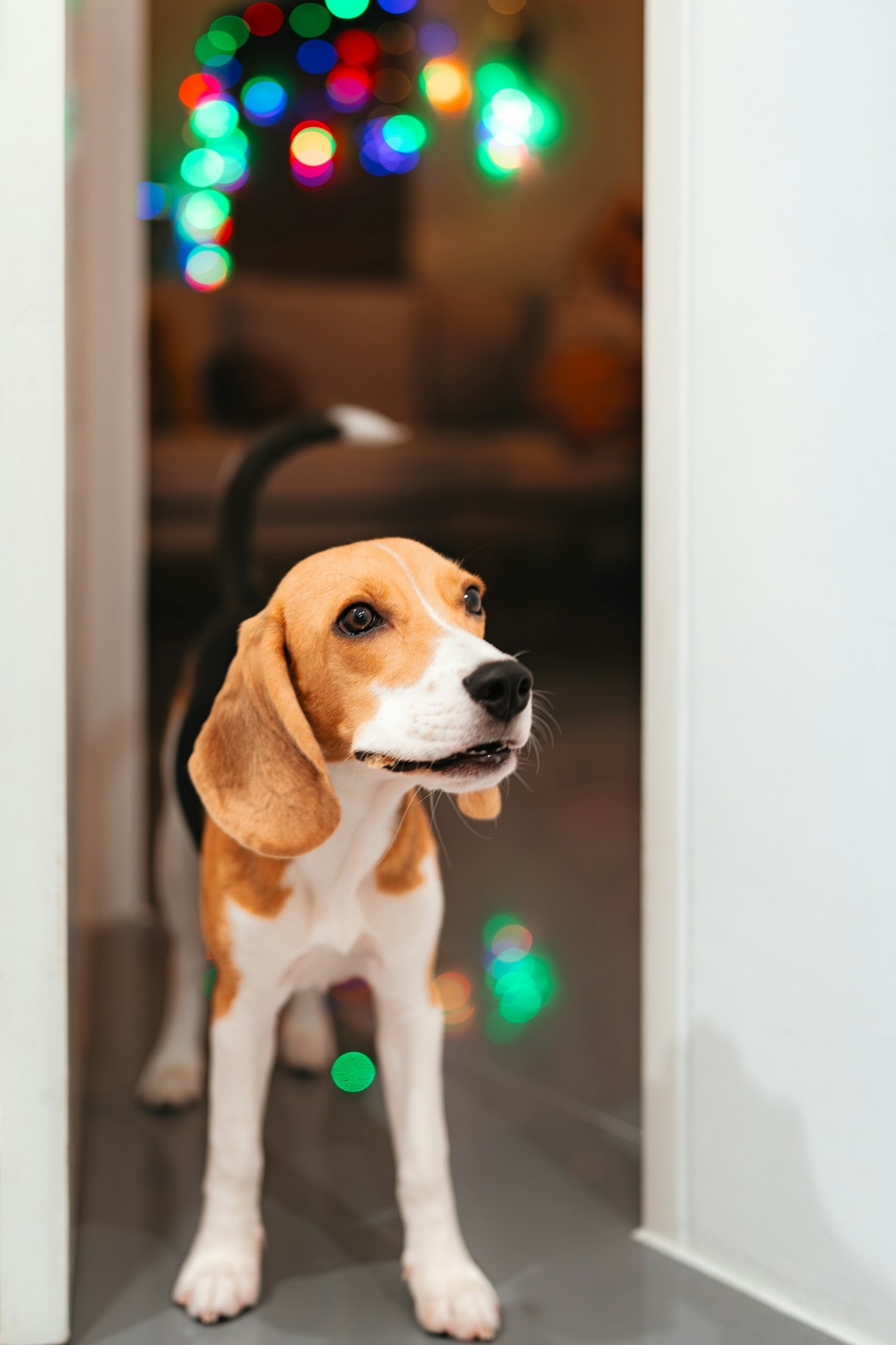 Top Tips for Finding Pet-Friendly Rentals in Sarasota